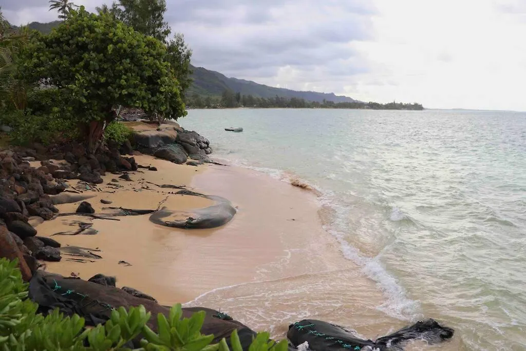 Σπίτι διακοπών Punalu'U Ocean Paradise - Oceanfront Beach House Punaluu